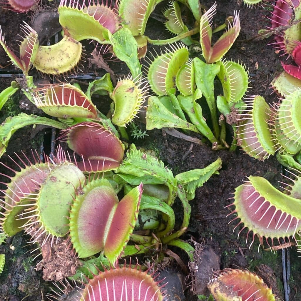 Dionaea muscipula ''Schupp Destruction''