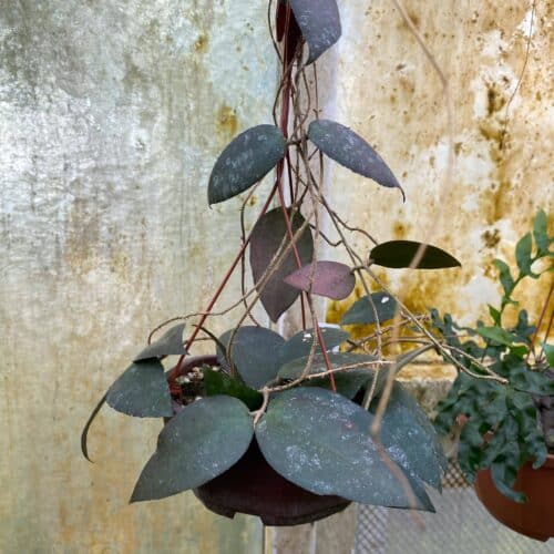 gSZAYJ7ge7j1EX6J9htS.jpg gSZAYJ7ge7j1EX6J9htS.jpg