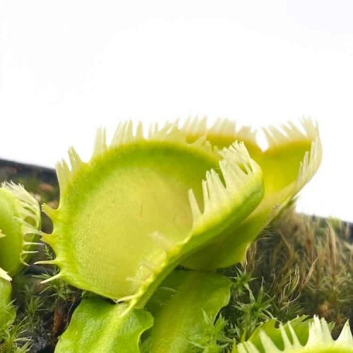 gXgAgVC0NLL3BdzSfQuF.jpg gXgAgVC0NLL3BdzSfQuF.jpg