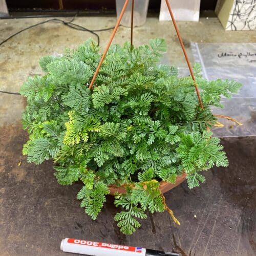 gYLfJKKQgPkYhshOaPqA.jpg gYLfJKKQgPkYhshOaPqA.jpg