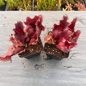 Sarracenia purpurea ssp. venosa var. burkei "Chipola Giant x venosa Buddha Belly", 12-14 cm