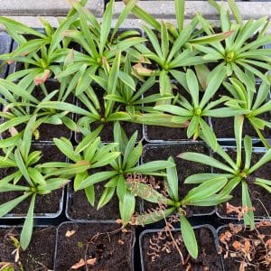 Helonias bullata (swamp pink)