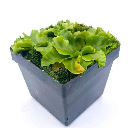 ga8D2NbEBa68CQxFklrC.jpg ga8D2NbEBa68CQxFklrC.jpg