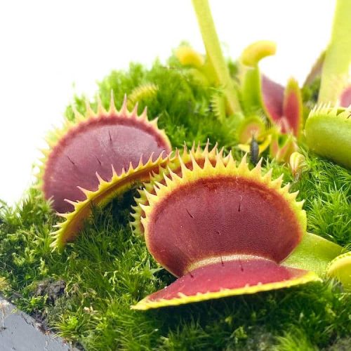 ghGHTR2rqVabUF1cKC6I.jpg ghGHTR2rqVabUF1cKC6I.jpg