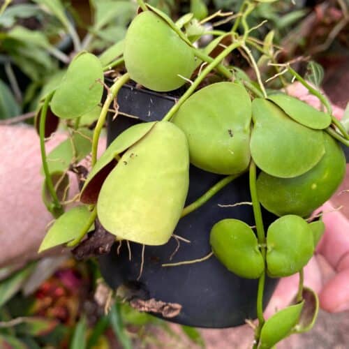 gj3M1WFEO5pt71GRhEkH.jpg gj3M1WFEO5pt71GRhEkH.jpg