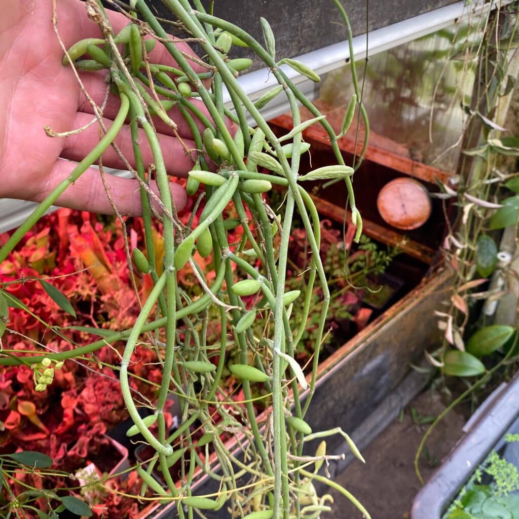 carnivorsandmore – Deine Quelle für seltene Pflanzen Dischidia bengalensis, green/white form