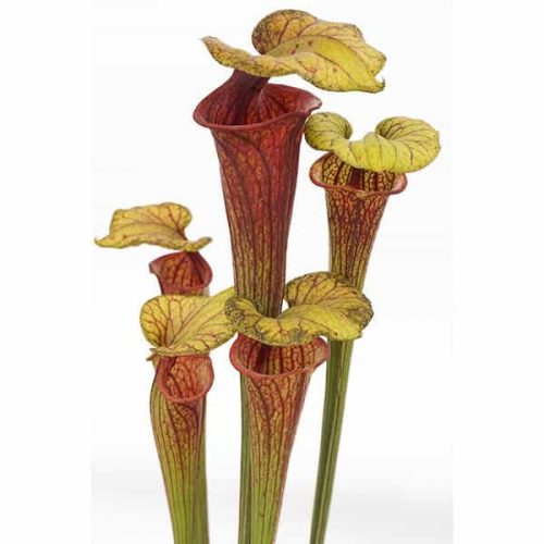 gtNglC4Fmijv0clsiAfT.jpg gtNglC4Fmijv0clsiAfT.jpg