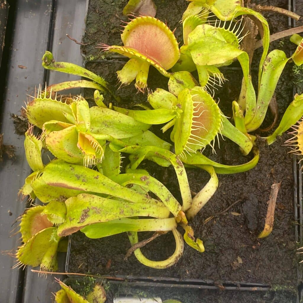 Dionaea muscipula ''CK Giant Cerberus''