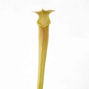 Sarracenia rubra ssp. wherry "Chatom Giant", MK RW 6