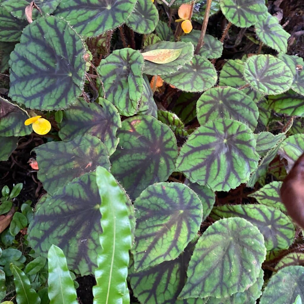 carnivorsandmore – Deine Quelle für seltene Pflanzen Begonia quadrialata ssp. nimbanensis