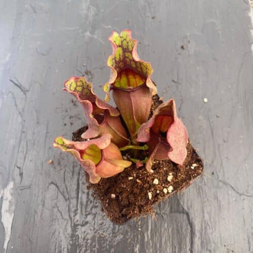 hN2kiYyKEkNR4YX7EVgK.jpg hN2kiYyKEkNR4YX7EVgK.jpg