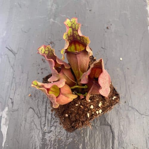 hN2kiYyKEkNR4YX7EVgK.jpg hN2kiYyKEkNR4YX7EVgK.jpg