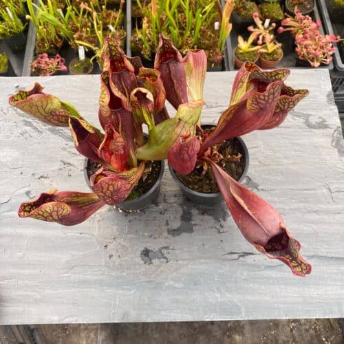 hQwvFY4PzPMa9ToWgm6v.jpg hQwvFY4PzPMa9ToWgm6v.jpg