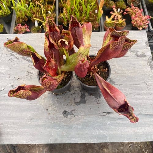 hQwvFY4PzPMa9ToWgm6v.jpg hQwvFY4PzPMa9ToWgm6v.jpg