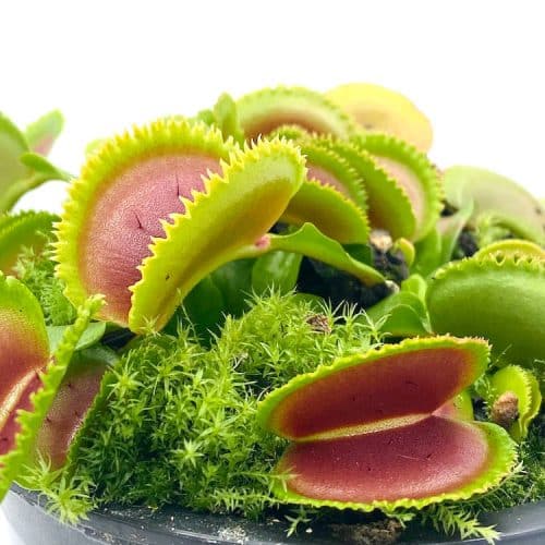 hR1hNTHzQYuBRu9x6iDd-1.jpg hR1hNTHzQYuBRu9x6iDd-1.jpg