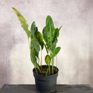 Elaphoglossum spec. Costa Rica, Mont Verde