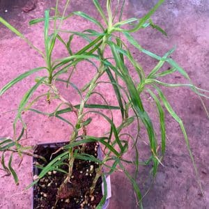 Freycinetia spec. 1, Borneo