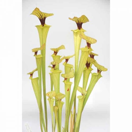 heFSQUHQjBmggEF7v6hx.jpg heFSQUHQjBmggEF7v6hx.jpg