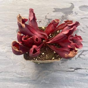 Sarracenia purpurea ssp. purpurea, dark red form, Moss Lake, Grey Co., 12-15 cm