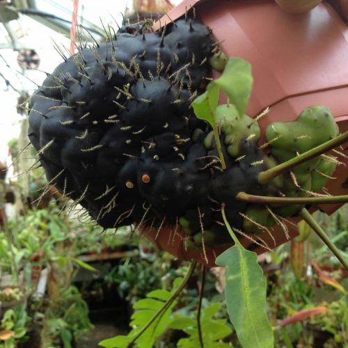 hp3an11u9mQqOxRkvLnP.jpg hp3an11u9mQqOxRkvLnP.jpg