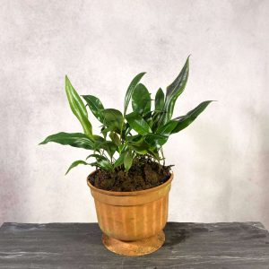 Elaphoglossum spec. 15, Costa Rica