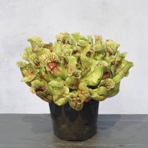 Sarracenia purpurea ssp. venosa, Old Dock, Columbus Co., 15-20 cm