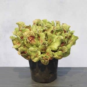 Sarracenia purpurea ssp. venosa, Old Dock, Columbus Co., 15-20 cm