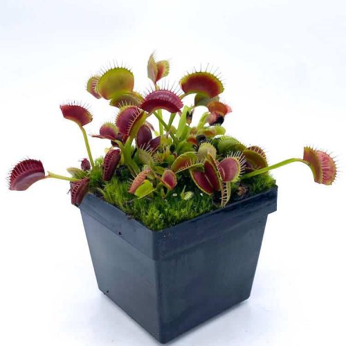 hqi0av04qDHEFhul1ghg.jpg hqi0av04qDHEFhul1ghg.jpg