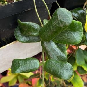 carnivorsandmore – Deine Quelle für seltene Pflanzen Hoya rotundifolia