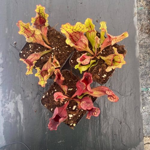 hzPU80ssG3pXEFCbEhkF.jpg hzPU80ssG3pXEFCbEhkF.jpg