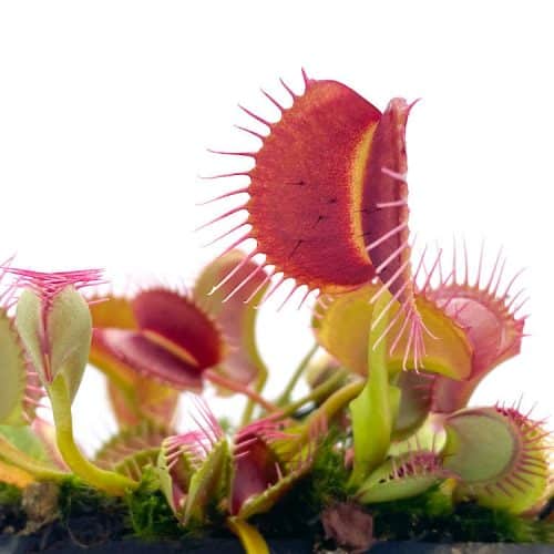 i169J9kYKXkaMr1qCKSn.jpg i169J9kYKXkaMr1qCKSn.jpg