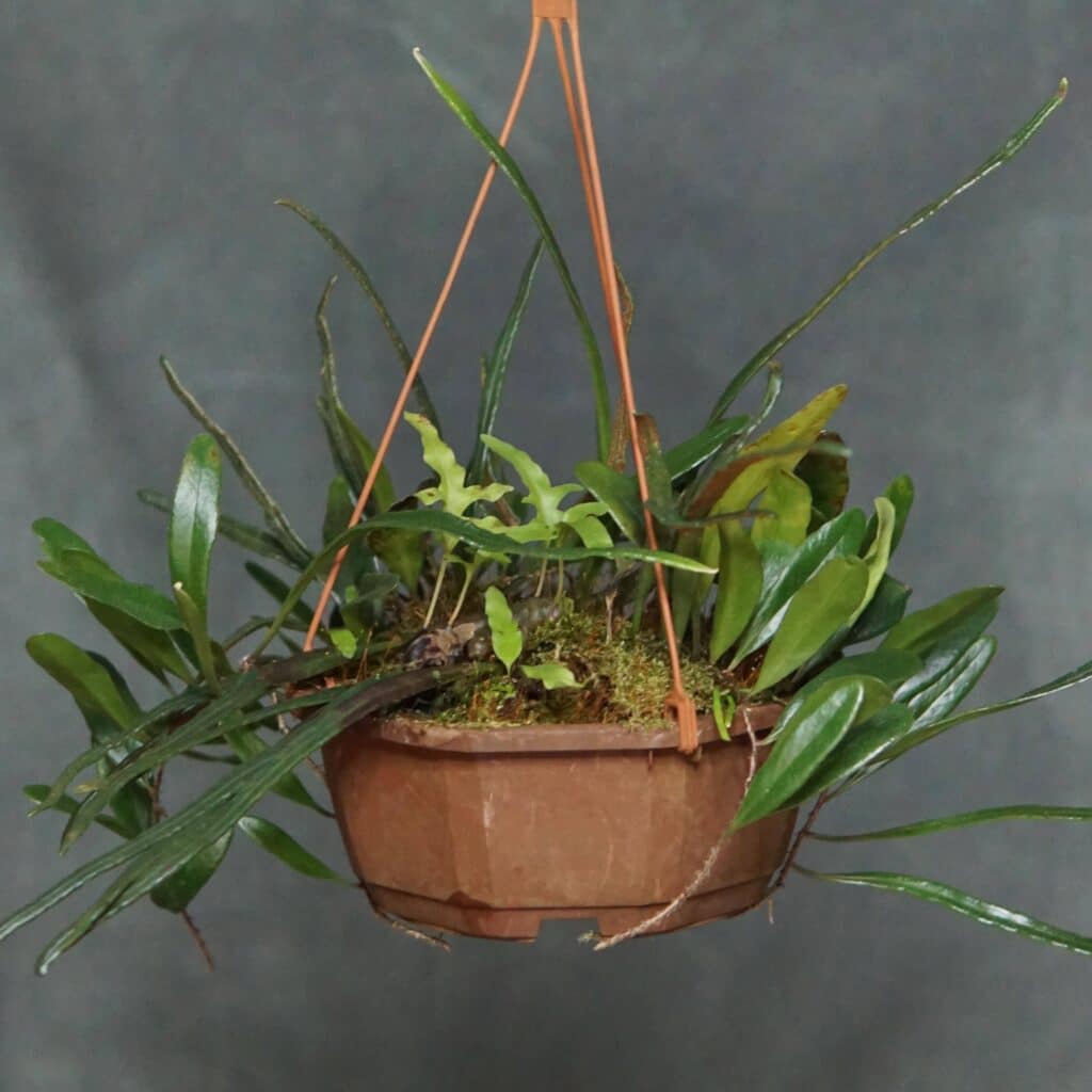 carnivorsandmore – Deine Quelle für seltene Pflanzen Pyrrosia spec. A