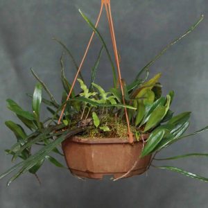 carnivorsandmore – Deine Quelle für seltene Pflanzen Pyrrosia spec. A