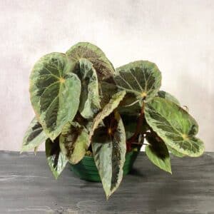 Begonia burkillii, "Silver Edge"
