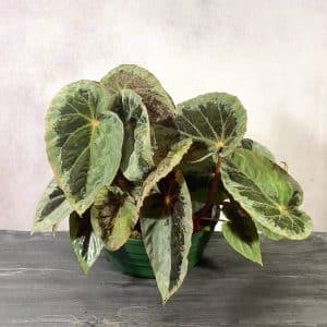 carnivorsandmore – Deine Quelle für seltene Pflanzen Begonia burkillii, "Silver Edge"