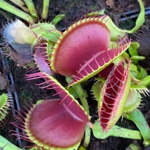 Dionaea muscipula "G 16" , Slack's giant