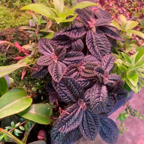 iEMEuW3F49qcyxF3gCaF.jpg iEMEuW3F49qcyxF3gCaF.jpg