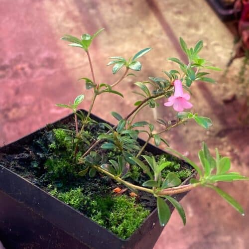 iGRbDaknvQUgIbKq6l3K.jpg iGRbDaknvQUgIbKq6l3K.jpg