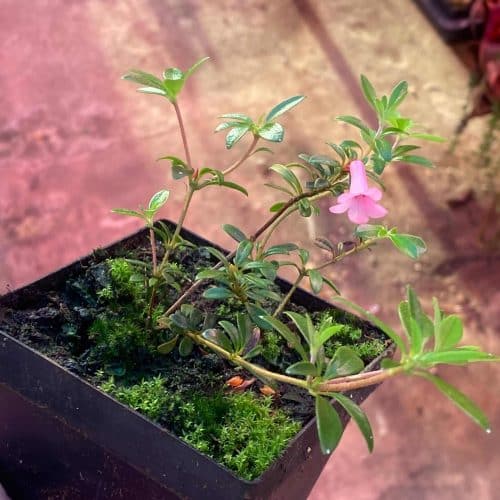 iGRbDaknvQUgIbKq6l3K.jpg iGRbDaknvQUgIbKq6l3K.jpg