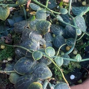 Rhaphidophora chrypthantha