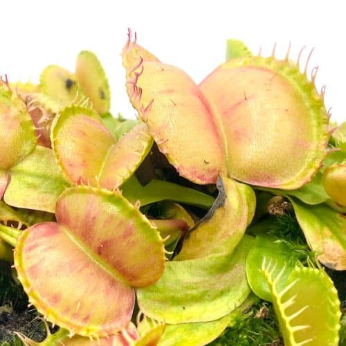 iJddosrzy1t9QLos7OyE-1.jpg iJddosrzy1t9QLos7OyE-1.jpg