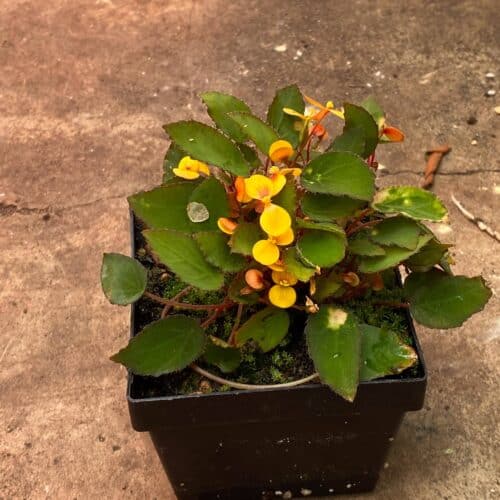 iPp42x1AeGN1TWmlye04.jpg iPp42x1AeGN1TWmlye04.jpg