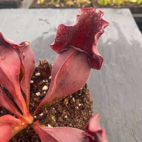 iSJ7KYztSOVdnVh4CGK8.jpg iSJ7KYztSOVdnVh4CGK8.jpg