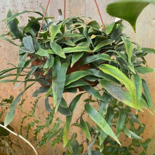 iVRX8c4GCoG3yUXynr48.jpg iVRX8c4GCoG3yUXynr48.jpg