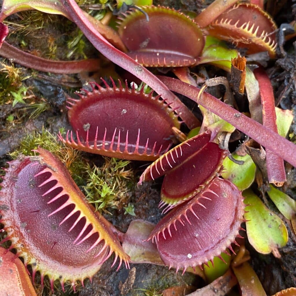 Dionaea muscipula ''BCP Akai Riu Clone F12''