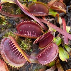 Dionaea muscipula "BCP Akai Riu Clone F12"