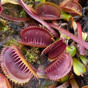 carnivorsandmore – Deine Quelle für seltene Pflanzen Dionaea muscipula "BCP Akai Riu Clone F12"