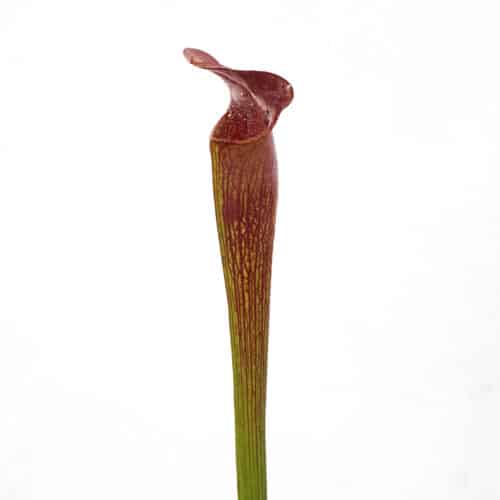 icIw6CzAnqsVZ9XT6KOL.jpg icIw6CzAnqsVZ9XT6KOL.jpg