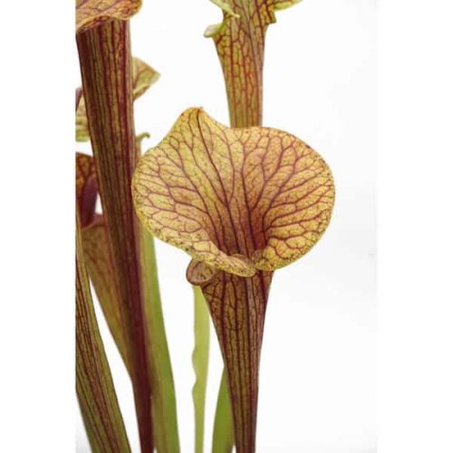 icpnftUNLWMKeP3fSxnQ.jpg icpnftUNLWMKeP3fSxnQ.jpg