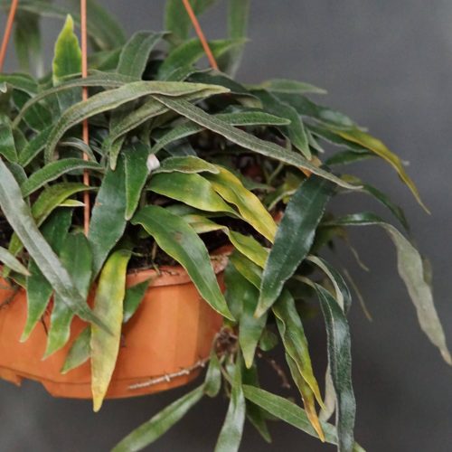 ihERncWaE6D5Iml83Hbp.jpg ihERncWaE6D5Iml83Hbp.jpg